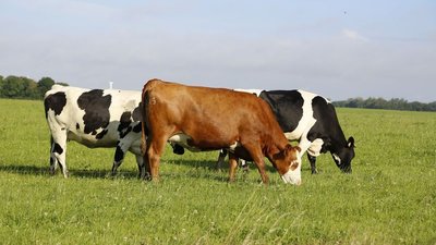 В Тверской области средняя продуктивность коров увеличилась на 22,1% 