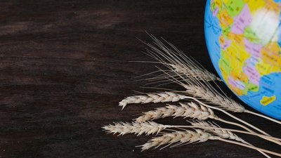 Россия готова в ближайшие месяцы начать бесплатные поставки зерна в Африку — Путин
