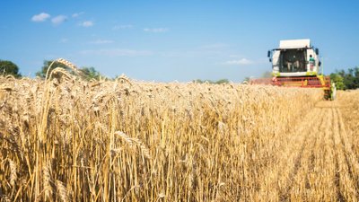 В Смоленской области урожайность зерновых выше прошлогодней на 6,9%