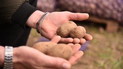 Порядка 70% картофеля высажено в рамках полевых работ в Ставропольском крае
