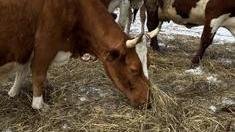 Подсобным хозяйствам Красноярского края окажут поддержку на содержание коров