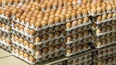 В Минсельхозе России обсудили планы по наращиванию производства на птицефабрике «Волжанин»