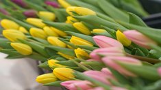 Производство цветов в России за пять лет выросло на 40%