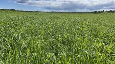 В Карелии успешно завершился сев яровых культур