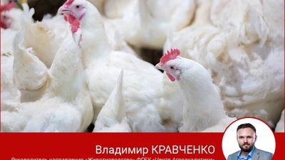 Россия наращивает объемы производства мяса птицы