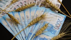 В России растут цены на пшеницу на внутреннем рынке и в портах 