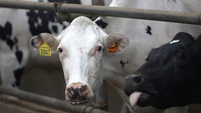 С начала года в Калужской области производство молока увеличилось на 11%