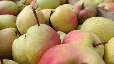 Больше 320 млн рублей господдержки с начала этого года получили сельхозпредприятия Первомайского района Республики Крым