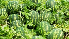 В Саратовской области приступили к уборке бахчевых культур