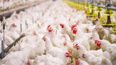 Свыше 48 тыс. тонн мяса птицы произведено в Кузбассе с начала года