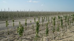 Дагестанский плодопитомник отправил первую партию саженцев черешни в Узбекистан 