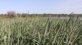 В Волгоградской области завершена подкормка озимых зерновых