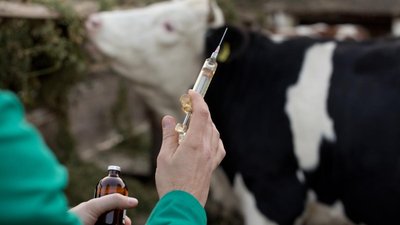 Осенью 2024 года в РФ вступит в силу ряд законов в сфере ветеринарии