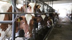 В Стрежевой доставили 3 тыс. тонн сена для самого северного животноводческого хозяйства региона