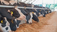 Производство молока в Ивановской области выросло на 3,9% за восемь месяцев
