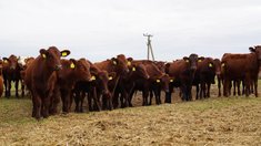 Поголовье крупного рогатого скота в Дагестане выросло на 2% 