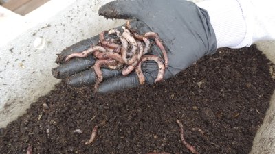 Ценное органическое удобрение производят фермеры из Липецкой области