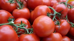 В Дагестане принимают меры по развитию семеноводства овощных культур