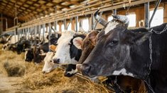 В Подмосковье свыше 258 млн рублей направят на поддержку производства молока