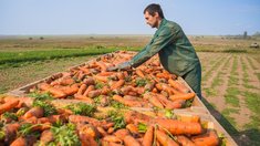 В Ивановской области сбор картофеля и овощей превысил 23,7 тыс. тонн