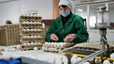 В Иркутской области с начала года произвели более 300 млн яиц