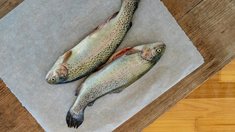 Производство аквакультурной рыбы в РФ может вырасти на 300 тыс. т за 10 лет — РСХБ