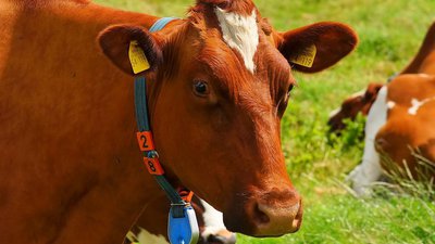 Ученые разработали датчики для мониторинга потребления пищи у коров