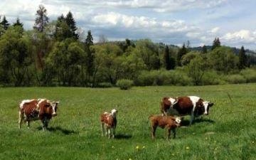В Подмосковье появится новый животноводческий комплекс на 800 голов