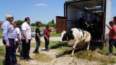 Первая партия высокопродуктивного скота для пострадавших от паводков аграриев доставлена в Дагестан