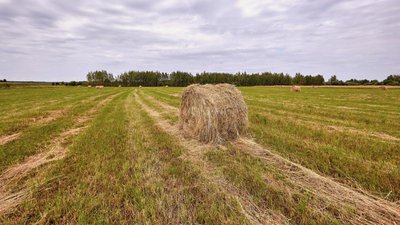 Сельхозорганизации Удмуртии приступили к заготовке кормов