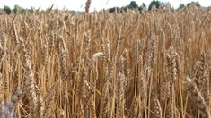 В 2026 году на компенсацию аграриям страховых премий из госбюджета предусмотрено более 15 млн рублей