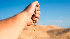 Путин предложил создание зернового хаба в Египте