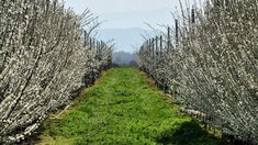 Более 430 гектаров садов заложили в Дагестане с начала года