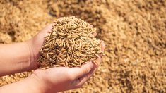 Запасы зерна в сельхозорганизациях Московской области на начало года составили 161 тыс. т