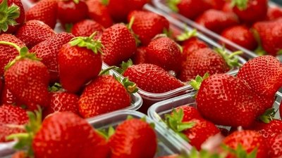 Рязанские производители продолжают сбор земляники