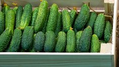 В Красноярском крае за неделю стоимость огурцов снизилась на 7,6%