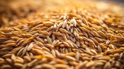 В РФ в 2023 году увеличился сбор пивоваренного ячменя на 24% — АПП