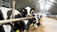 Аграрии Ивановской области наращивают объемы производства животноводческой продукции