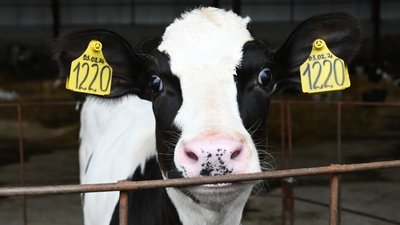 В 2023 году начинающие фермеры Пермского края подали свыше 70 заявок на гранты «Агростартап»