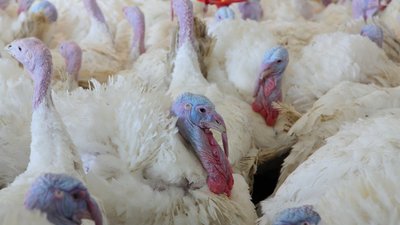 В Ростовской области промышленное производство мяса индейки увеличилось на 37% за первое полугодие 