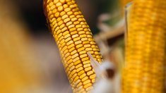 В Татарстане предстоит убрать еще 46 тыс. га технических культур