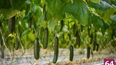 В теплицах Саратовской области собрали первую тысячу тонн овощей урожая 2026 года