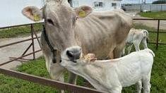 Пятнадцать племенных хозяйств Нижегородской области принимают участие в федеральном проекте по геномной селекции 