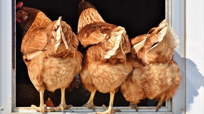 В Алтайском крае производство яиц выросло на 10%
