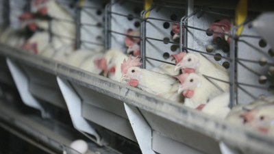 Производство птицеводческой продукции наращивают в Запорожской области