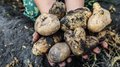 В Липецкой области начался сбор урожая картофеля