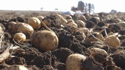 Аграрии Ивановской области собрали более 29 тысяч тонн овощей и картофеля