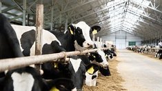 Объём реализации молока в сельхозорганизациях вырос на  3,1%