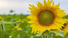 Сбор основных масличных в РФ достиг 31,5 млн т