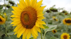 Экспорт продукции масложировой отрасли из Липецкой области вырос более чем в 2 раза в 2026 году